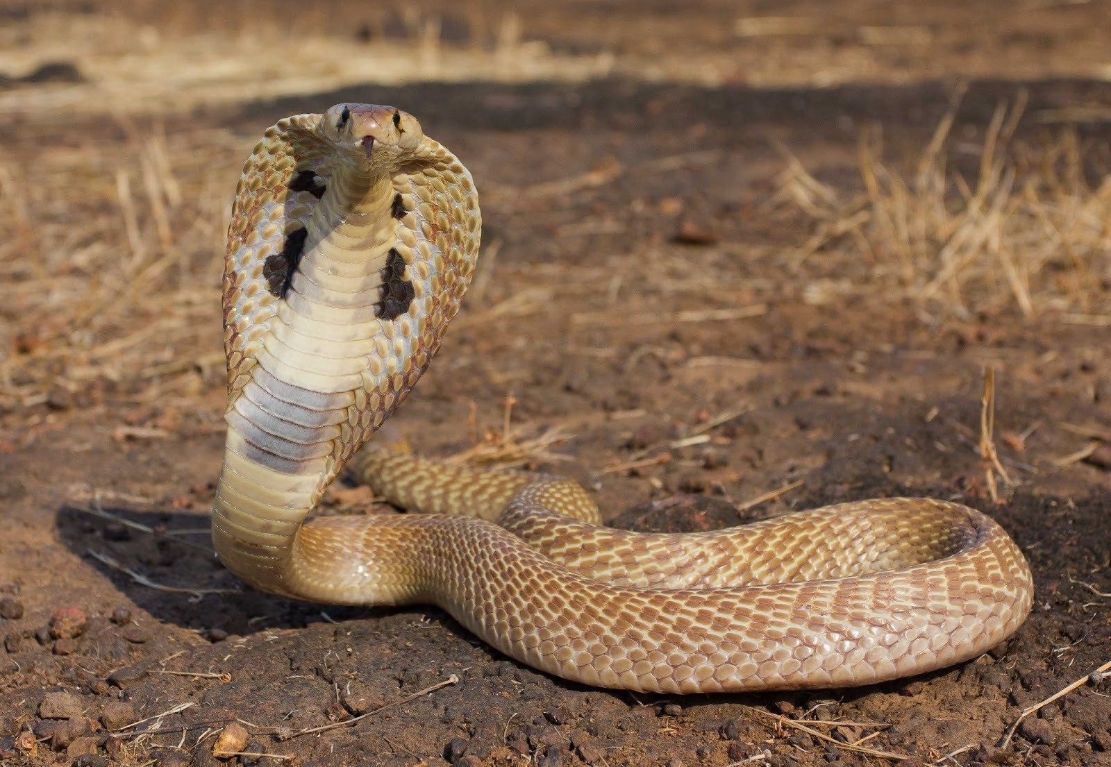Missing king cobra found behind woman's dryer in Ocoee