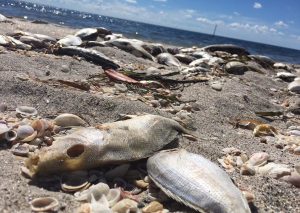 FILE: Dead fish at Englewood Beach. (Credit: WINK News/FILE)