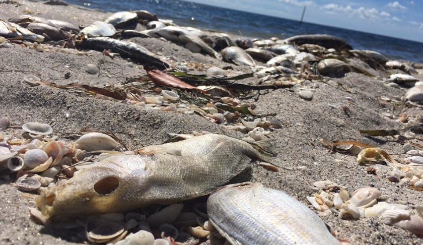 FILE: Dead fish at Englewood Beach. (Credit: WINK News/FILE)