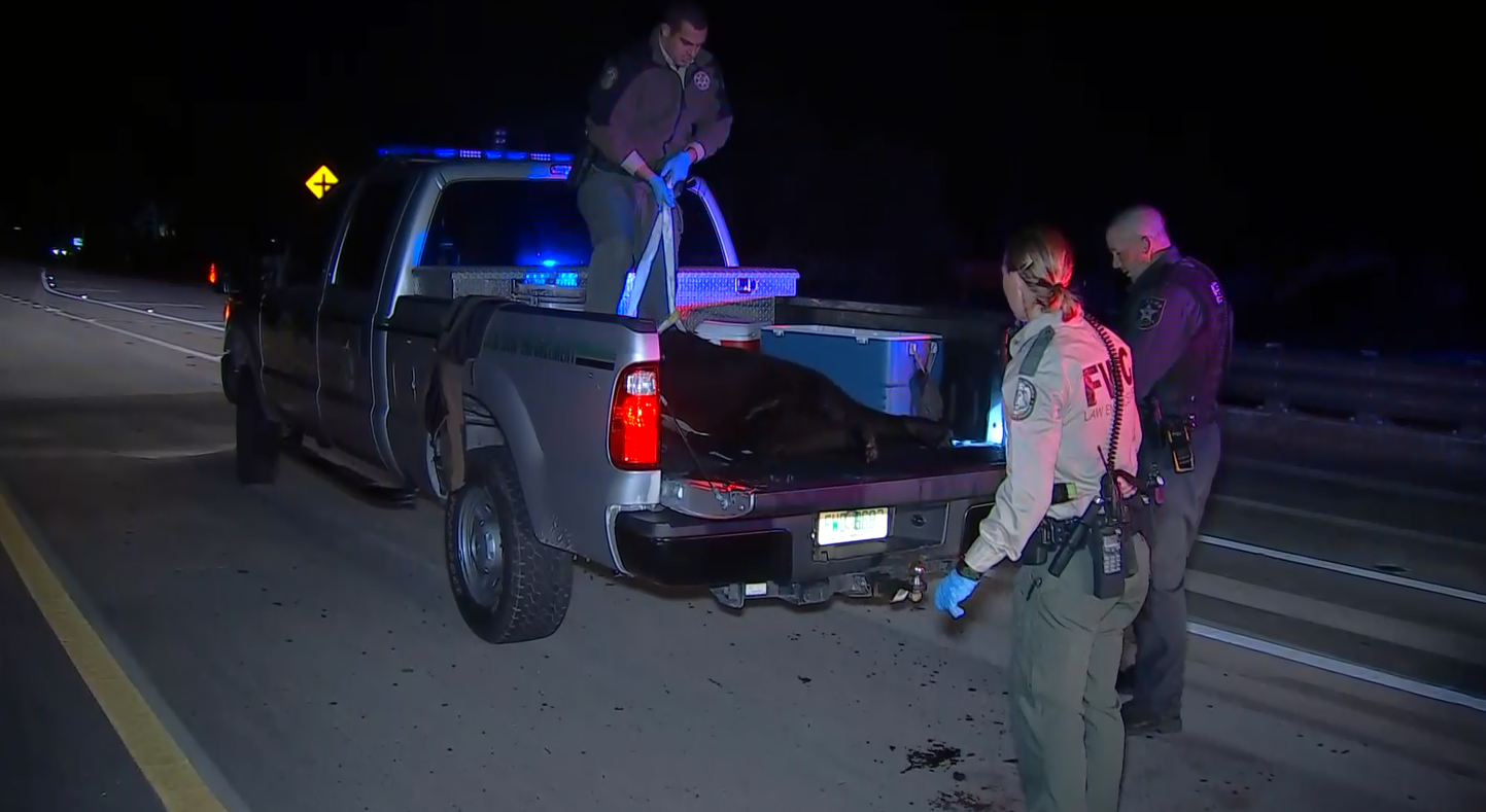 Collier County Ems Truck Hits Bear Along Tamiami Trail Wink News