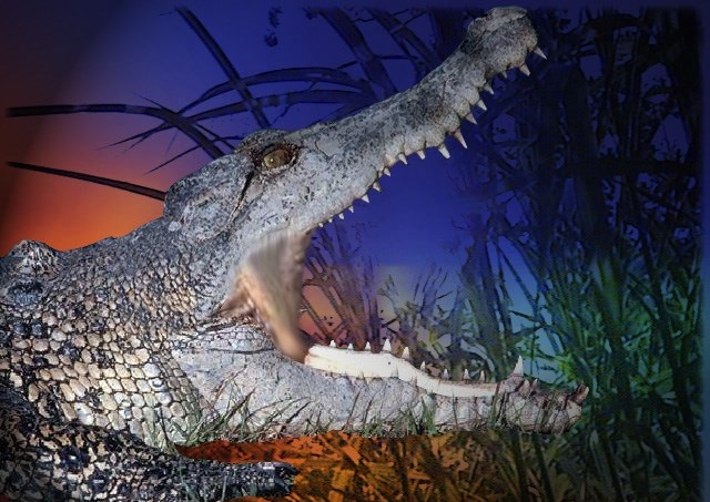 Nile Crocodiles Appear in Florida Waters