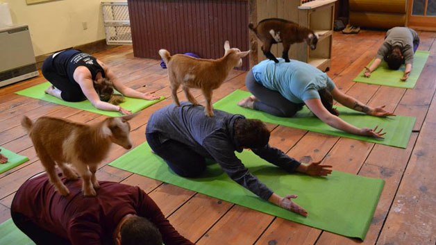 Goat Yoga craze combines relaxing pastime with small animals - WINK News
