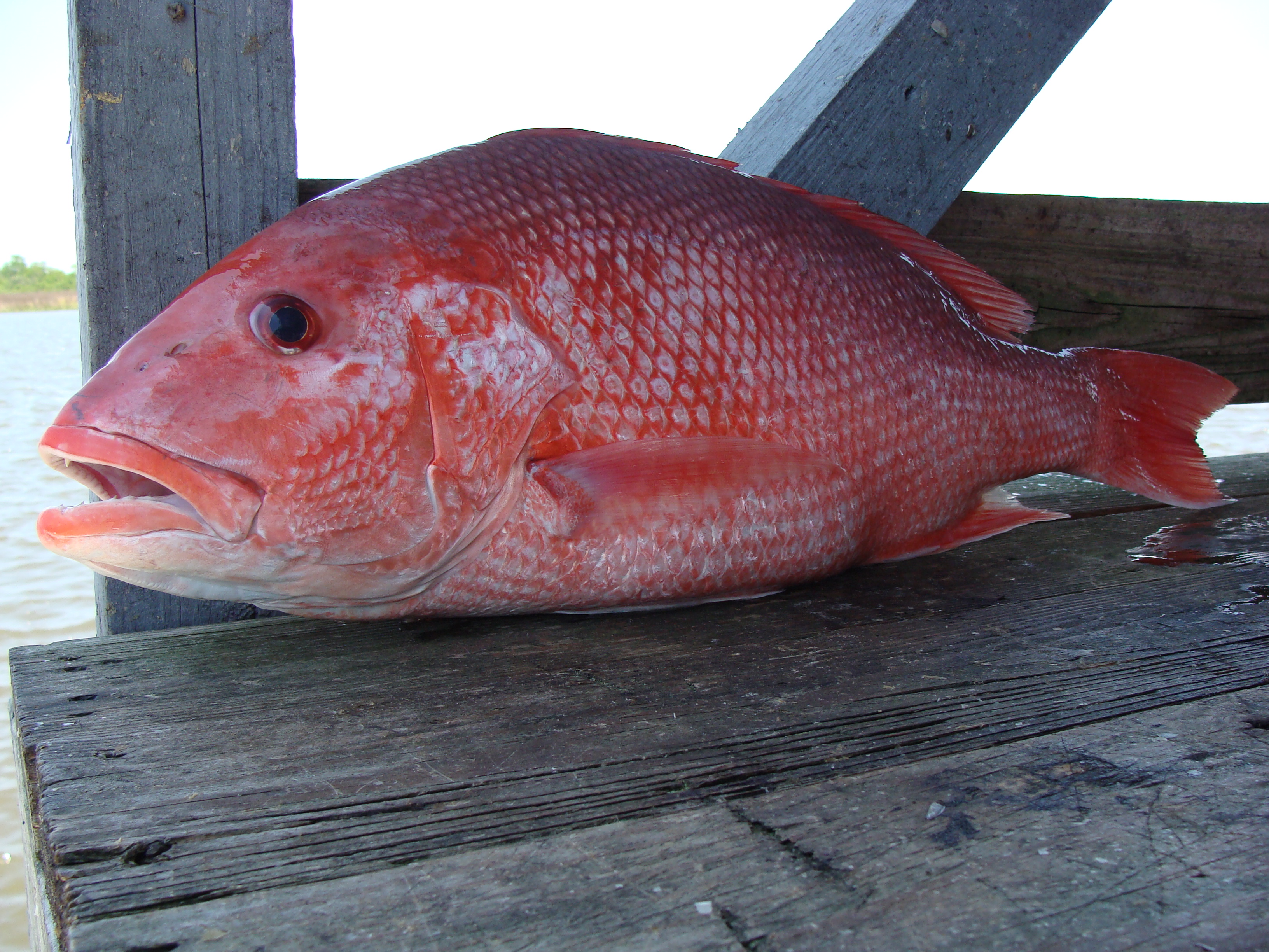 The nice golden-eye red snapper that we chose! - Picture of Rosa dos  Ventos, Nazare - Tripadvisor