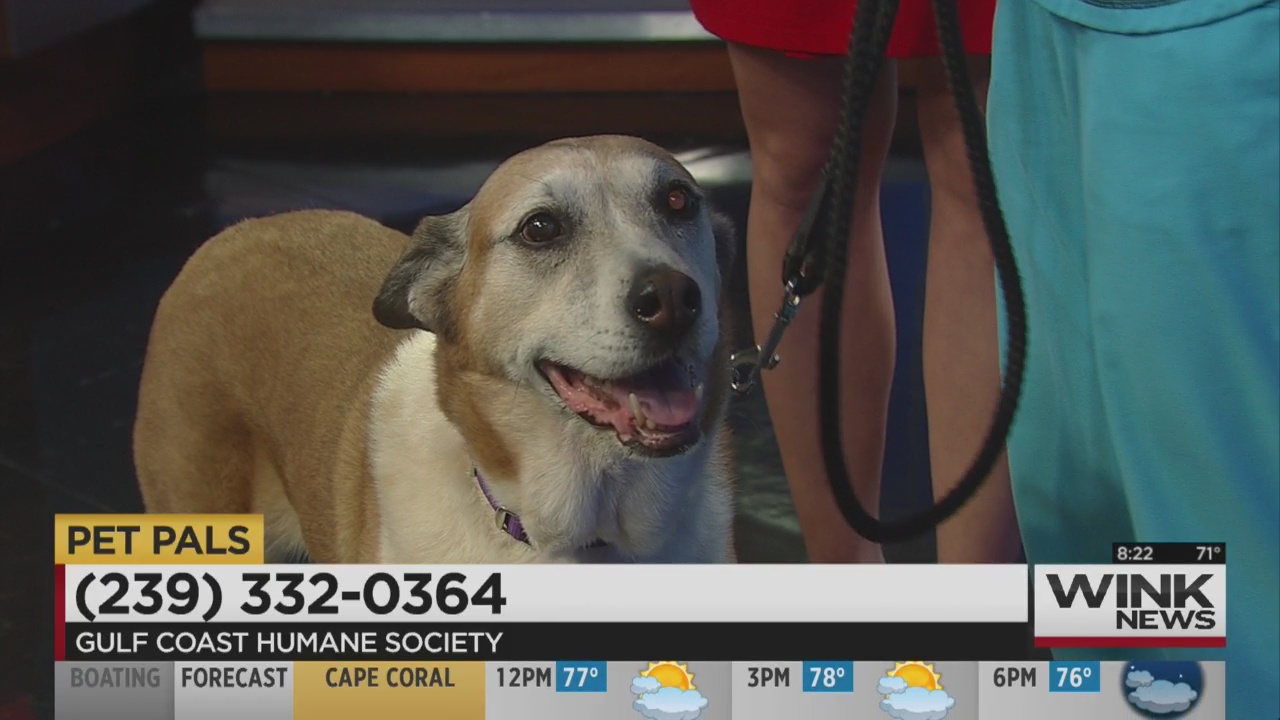 Pet Pals: Jazz - WINK News