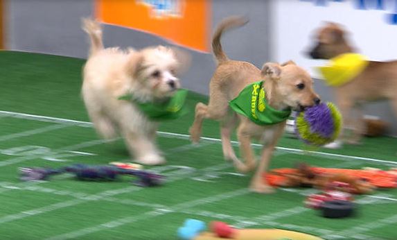 Puppy bowl best sale 2019 players