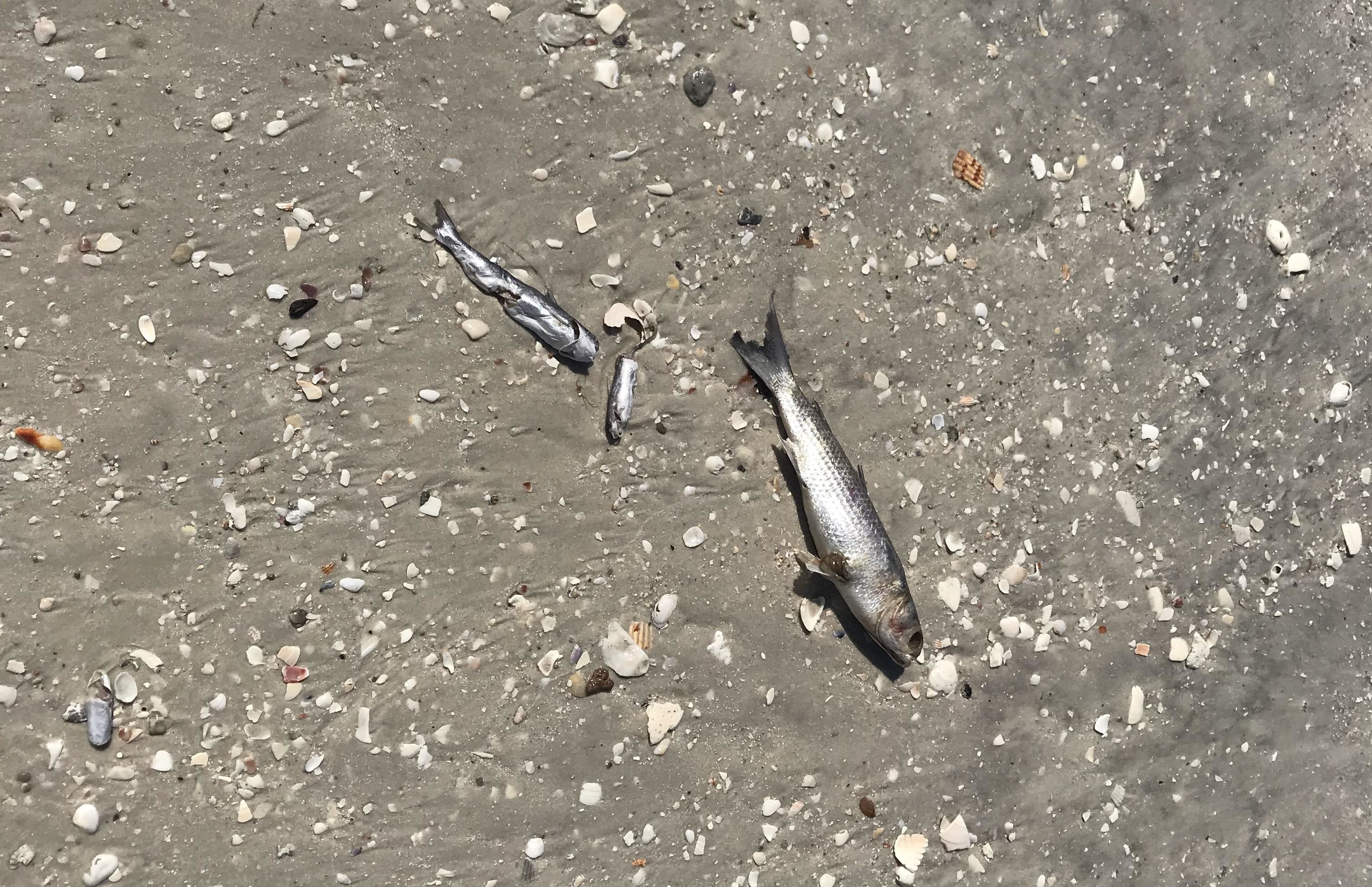 Red tide causing fish to pile up on Southwest Florida beaches - WINK News