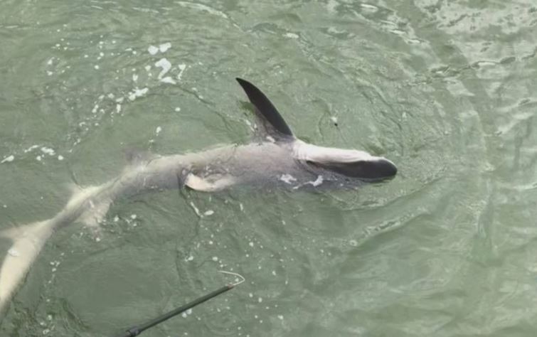 Caught a baby shark. - Picture of Skinny Dipn Charters, Marco Island -  Tripadvisor