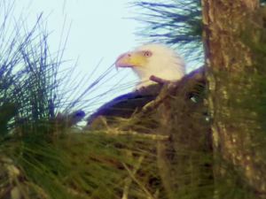 bald eagle nest