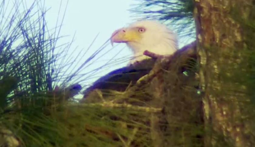 bald eagle nest