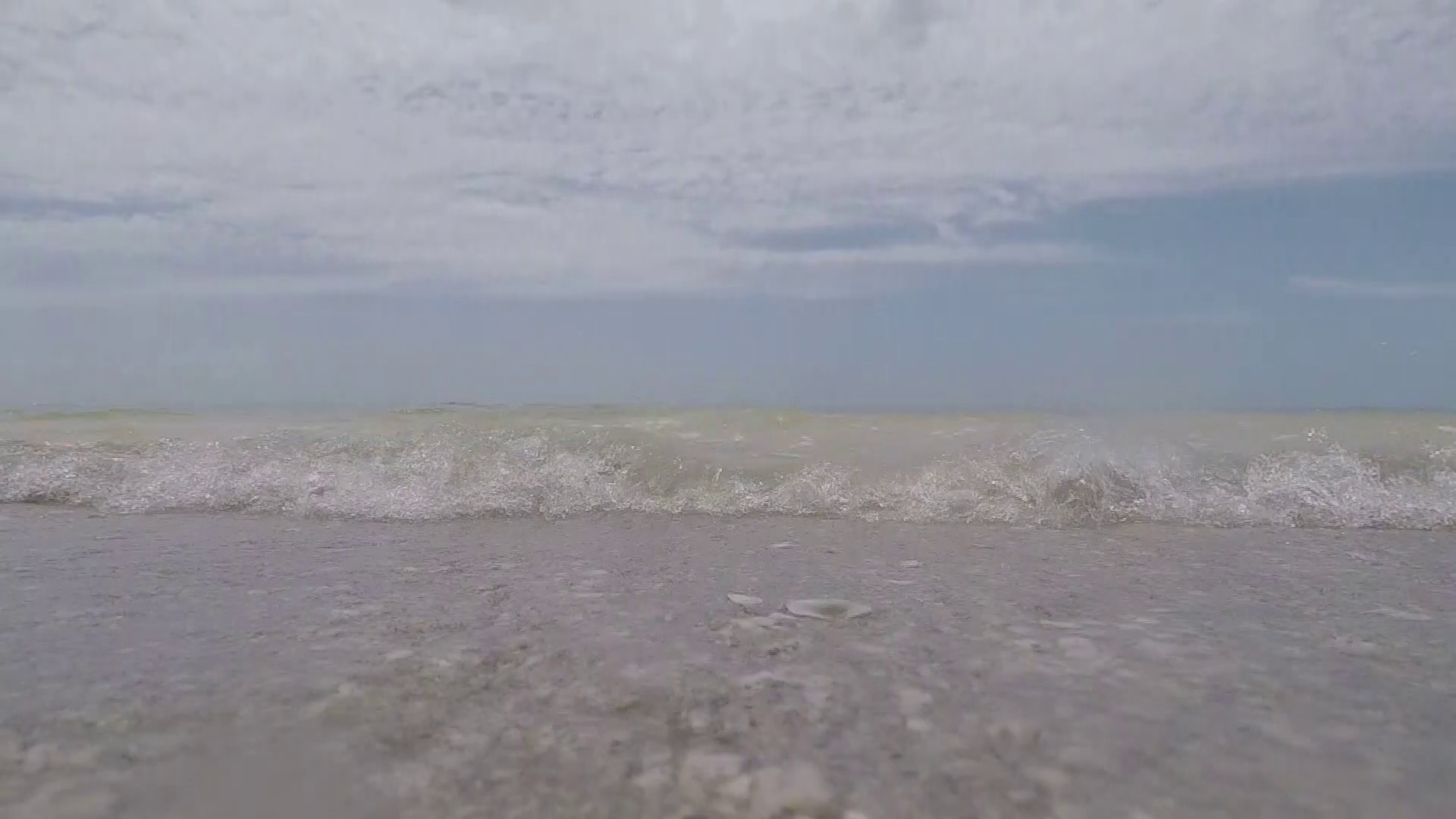 Why are there so many sand dollars on Ocean Beach?