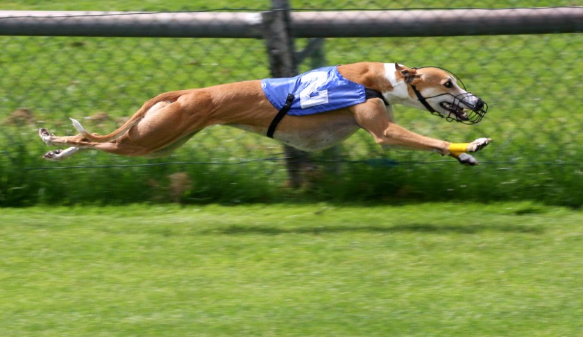 A greyhound competing in a race. Photo via Wikipedia.