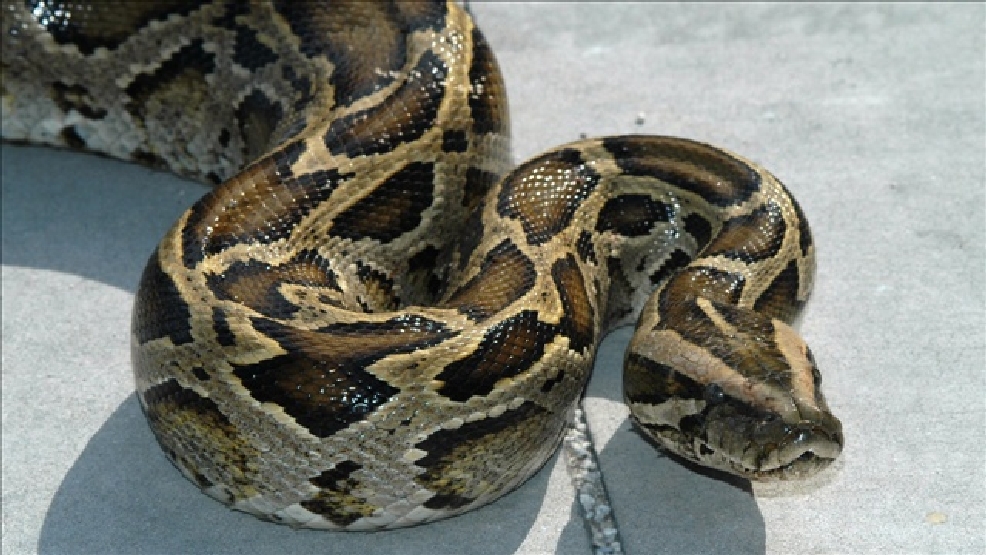 Burmese pythons caught in Everglades by Python Cowboy and hunting dog Otto