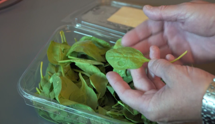 Scientists are turning spinach leaves for tissue engineering and disease research. Photo via Ivanhoe Newswire.