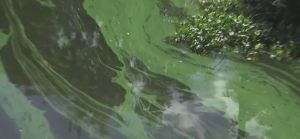 Blue-green algae build up in a SWFL canal. Photo via WINK News.