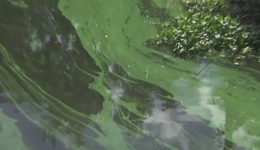 Blue-green algae build up in a SWFL canal. Photo via WINK News.