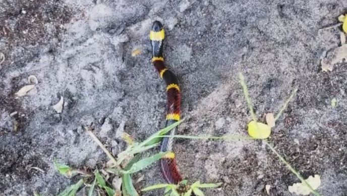 The Coral Snake that bite a pet dog over the weekend. Photo via Anna Wallace.