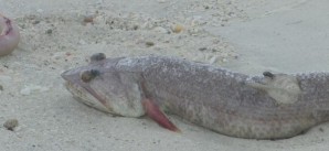 A dead fish from red tide. Photo via WINK News.