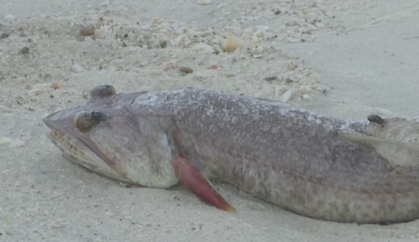 A dead fish from red tide. Photo via WINK News.