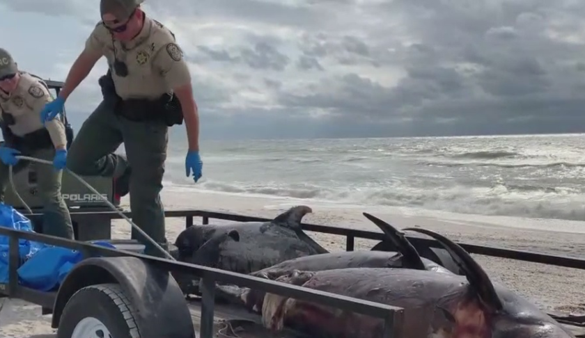 Florida Wildlife Commission picks up dead dolphins that have washed ashore on a SWFL beach. Photo via WINK News.