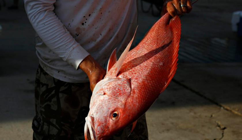Ciguatera affects about 400 species of fish, among them are the red snapper. Photo via CBS News. 