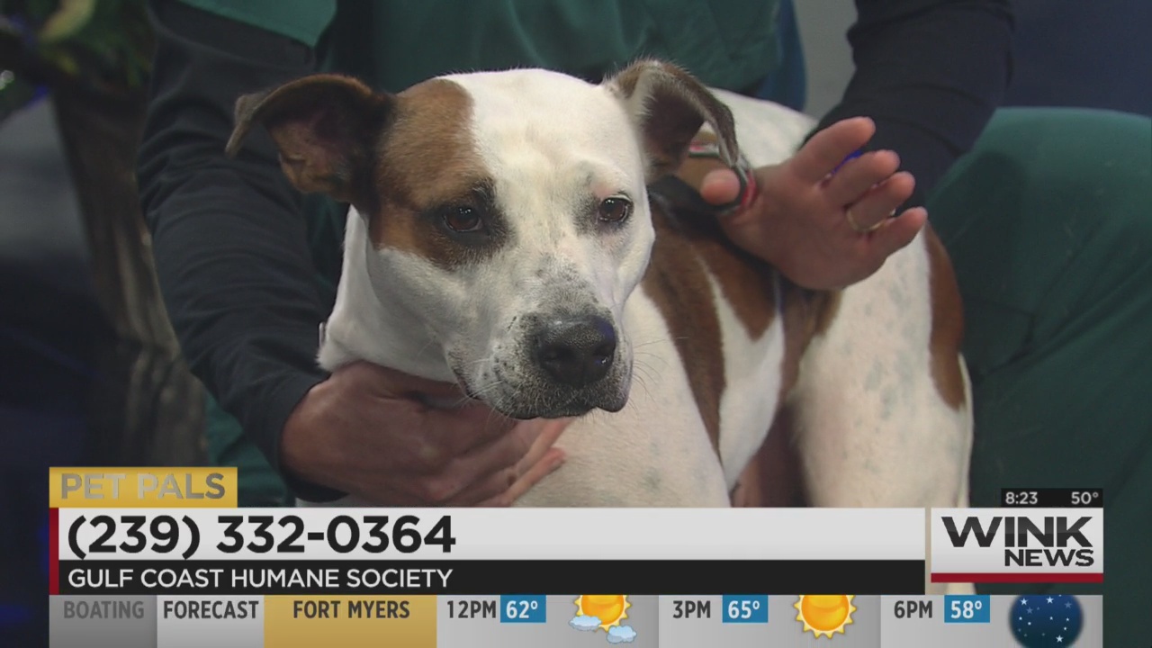 Pet Pals: Princess Peach - WINK News