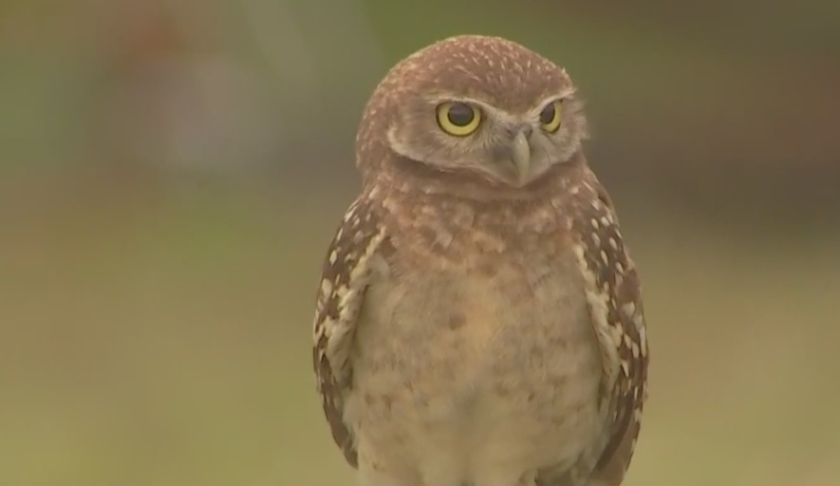 A Burrowing Owl. Photo via WINK News.