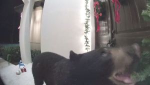 Bear rings doorbell. Photo via WINK News.