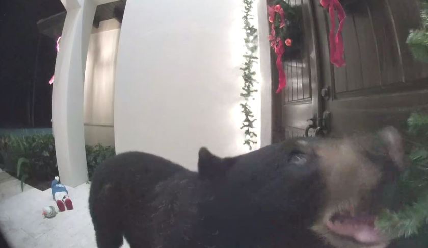 Bear rings doorbell. Photo via WINK News.