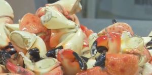 Stone crabs. Photo via WINK News.