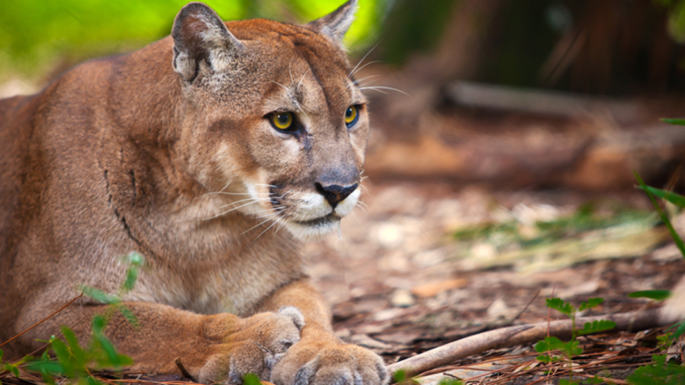 On The Rebound, Panthers Prowl Expanding Swath Of Land In Florida