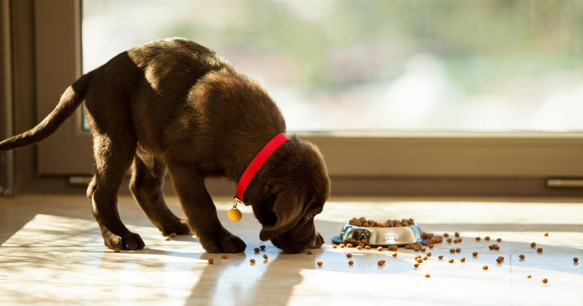 Toxic dog food clearance brands