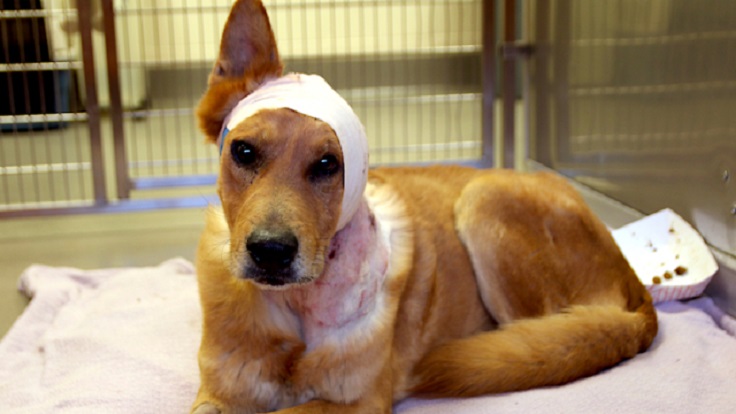 A dog is a victim of animal cruelty. CBS News photo.
