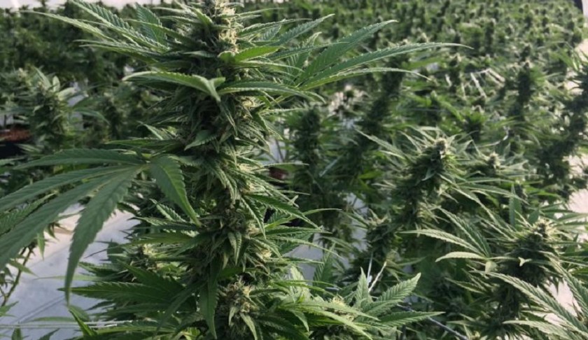Marijuana plant. Photo via News Service Florida.