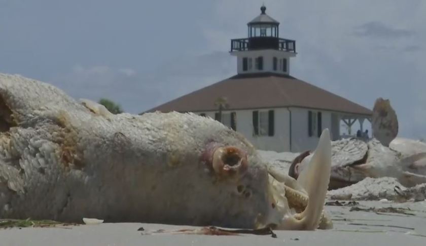 Red tide brings dead marine life on Florida beaches. Photo via WINK News.