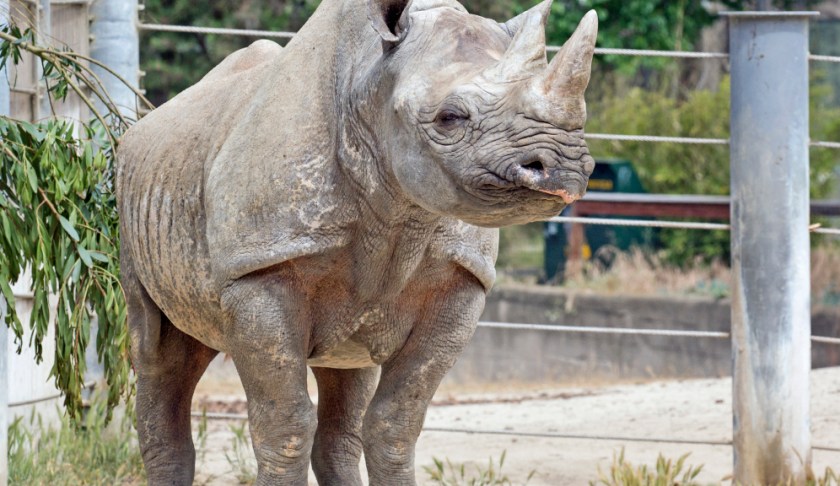 Rhino in a San Francisco Zoo. Photo via CBS.