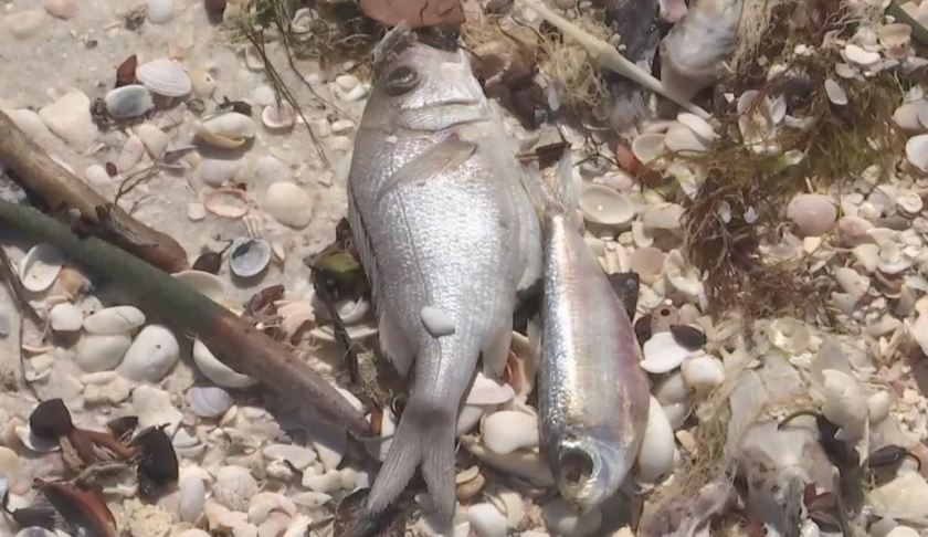Dead fish on the shores. (WINK News photo)