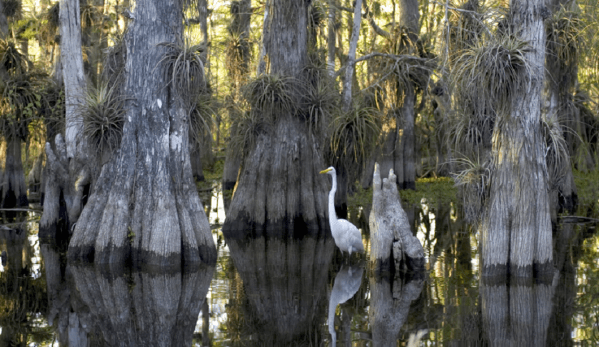 Everglades National Park. (CBS photo)