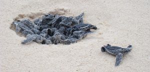 Leatherback sea turtles. (Wikipedia photo)