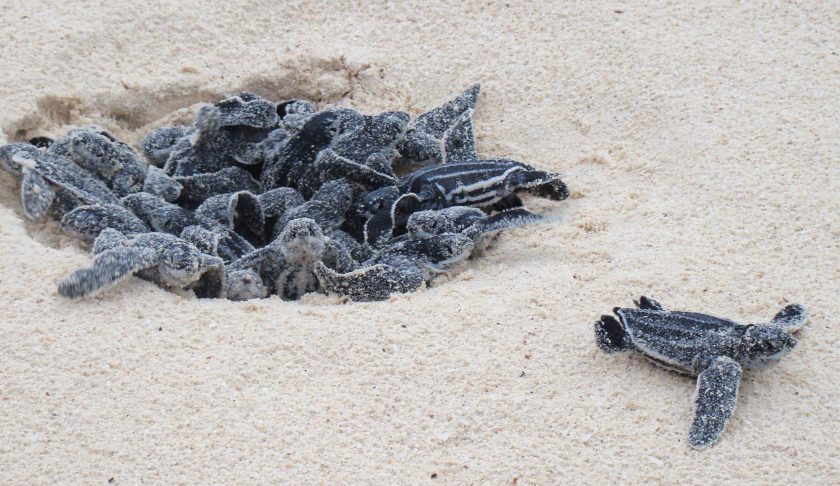 Leatherback sea turtles. (Wikipedia photo)