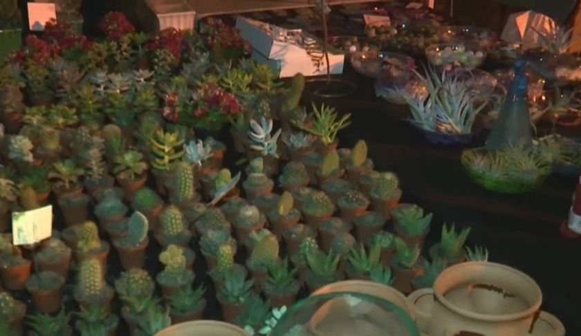 Some plants at the Edison Winter Garden Festival. (WINK News photo)