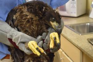 Bald eagle admitted to CROW. (Credit: CROW)