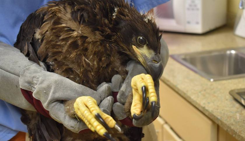 Bald eagle admitted to CROW. (Credit: CROW)