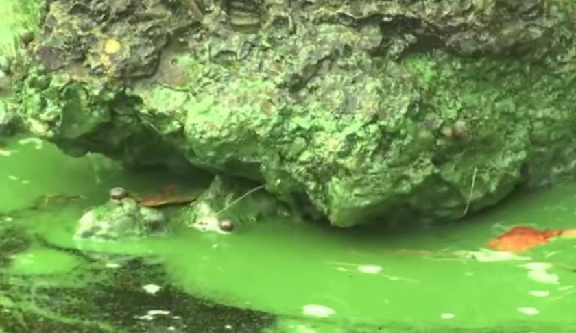 Fertilizer runoff can contribute to blue-green algae. (WINK News photo)