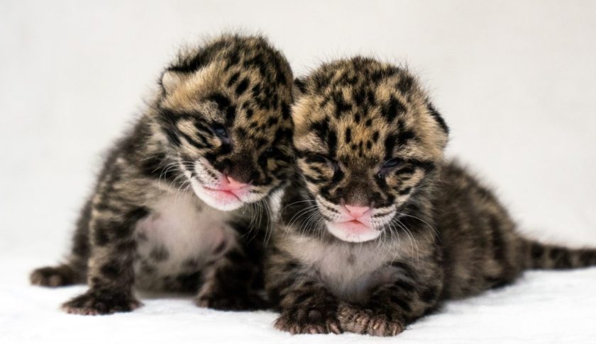 Jean and Janet clouded leopard kittens snuggle together. (Credit :Naples Zoo)