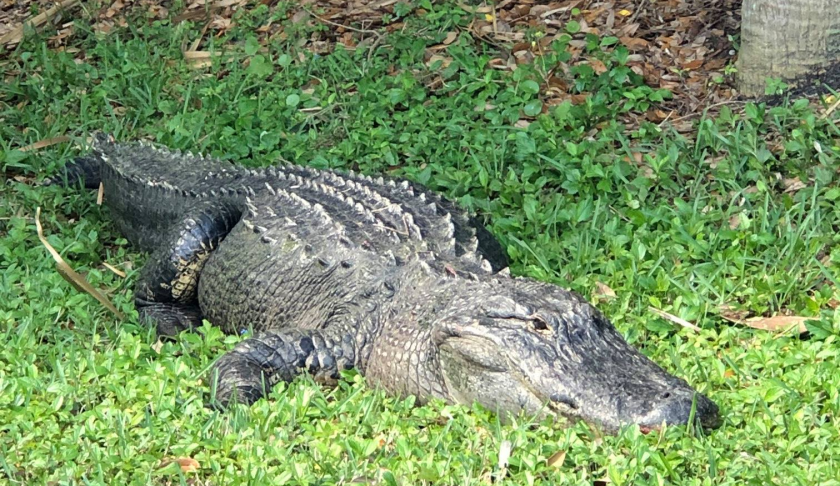 Gator was almost 12 feet long and weighed about 750 pounds. (Credit: Jupiter Police Department)