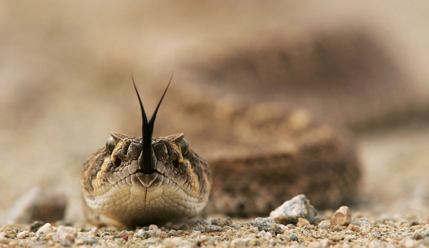 Rattlesnake. (Credit: CBS News)