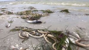 Red tide leads to the death of marine life in March. (Credit: WINK News)