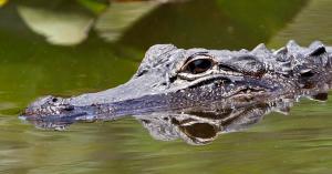 Alligator. (Credit: CBS News)