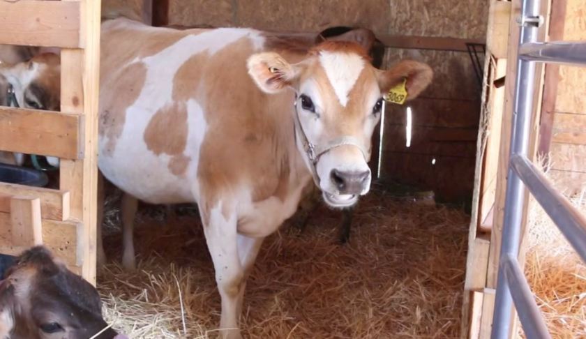 Are cows the key chemotherapy? (Credit: Ivanhoe Newswire).