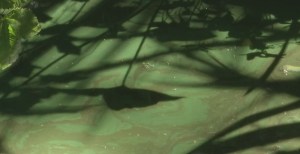 Blue-green algae. (Credit: WINK News)